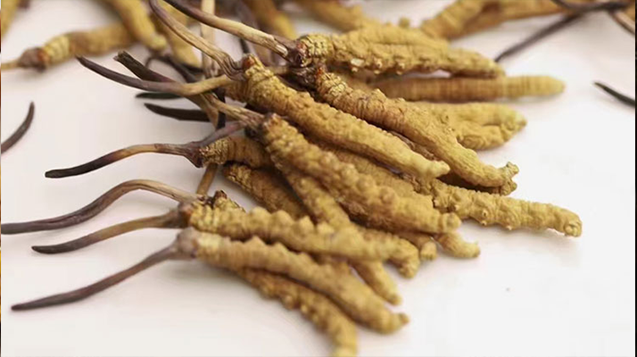 鮮冬蟲(chóng)夏草熬湯怎么處理