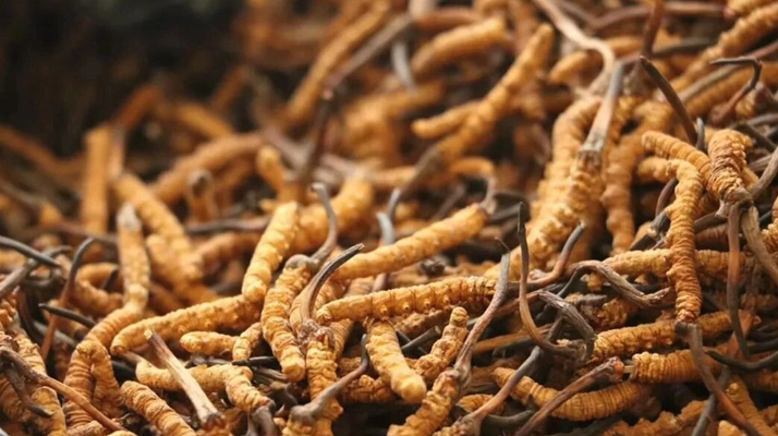 哪家公司可以種冬蟲(chóng)夏草