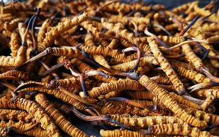 冬蟲(chóng)夏草是怎么形成的