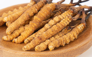 冬蟲夏草年產(chǎn)量多少