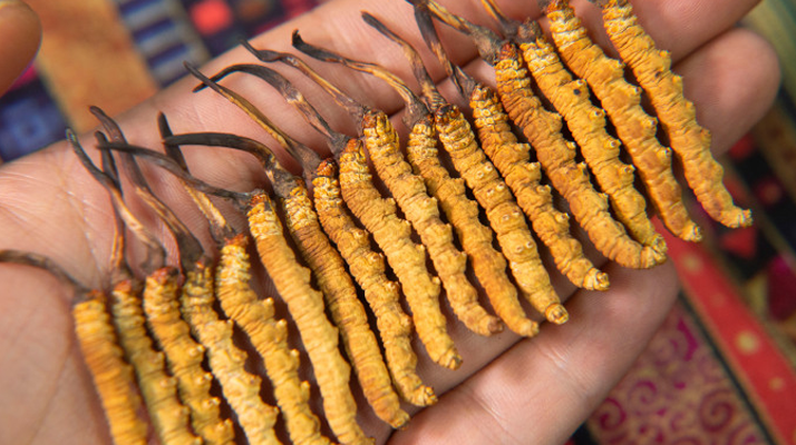 那曲<a href=http://m.sprysprout.com/jiage/ target=_blank class=infotextkey>冬蟲夏草多少錢</a>一克