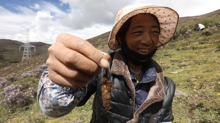 新鮮冬蟲夏草上市時間