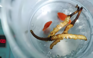 冬蟲夏草一天長多少株正常？揭開“靈芝之王”的成長秘密