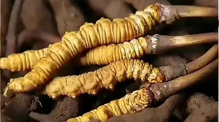 冬蟲夏草可以鮮吃嗎