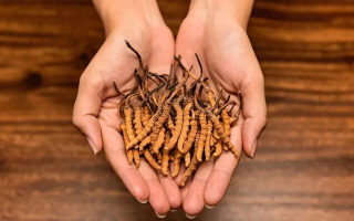 冬蟲夏草需要每天吃嗎