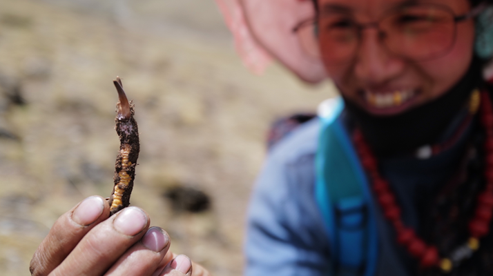 冬蟲夏草是怎么形成的