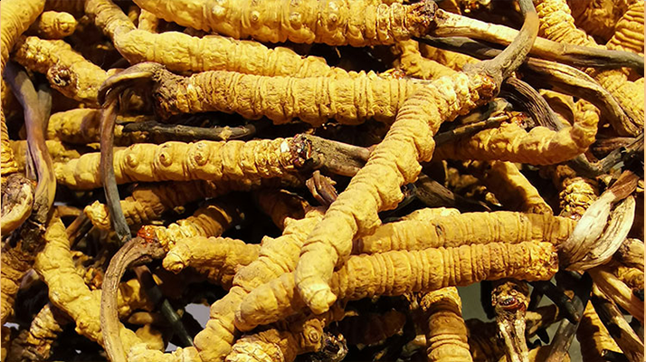 線下冬蟲(chóng)夏草買(mǎi)到假的