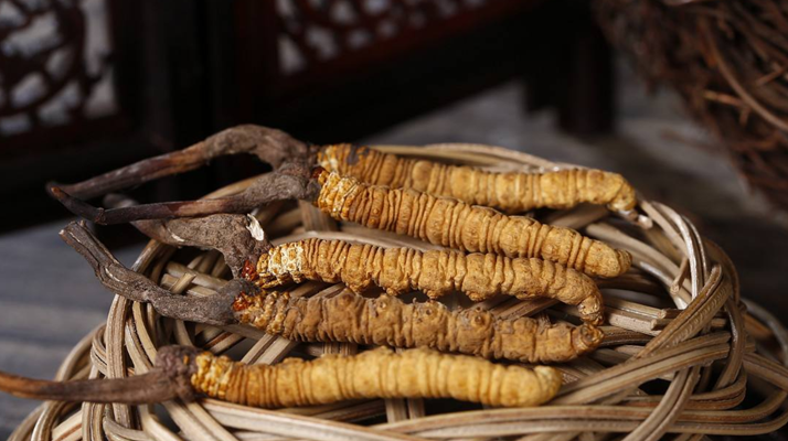 新鮮<a href=http://m.sprysprout.com/jiage/ target=_blank class=infotextkey>冬蟲夏草的價格</a>一根