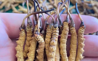 一盒冬蟲(chóng)夏草多少錢？從規(guī)格到定位的價(jià)格解析