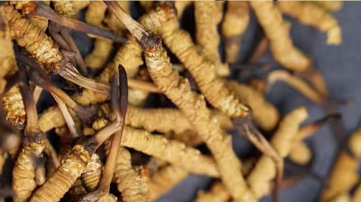 鹿茸和冬蟲夏草，誰更 “值錢”？