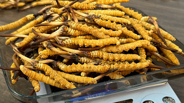 冬蟲(chóng)夏草小孩可以服用嗎？科學(xué)判斷與服用指南