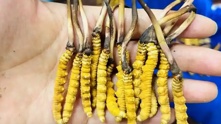 正宗那曲新鮮<a href=http://m.sprysprout.com/jiage/ target=_blank class=infotextkey>冬蟲夏草價(jià)格</a>揭秘