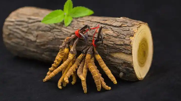 冬蟲夏草一開始長什么樣？從幼蟲到蟲草雛形的生長歷程