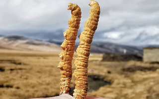 冬蟲夏草干了之后什么樣？從外觀到特性全解析