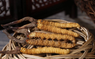 冬蟲夏草如何晾干儲存？從晾干技巧到儲存方法全指南