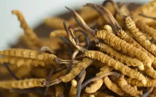 野生冬蟲夏草價格探秘：多因素交織下的市場行情