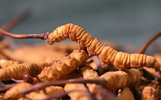 冬蟲夏草泡酒全攻略：所需材料、選材標(biāo)準(zhǔn)與準(zhǔn)備指南