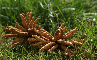 冬蟲夏草水煮燉多久才合適？精準(zhǔn)把控時(shí)長(zhǎng)的科學(xué)指南