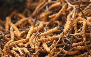 冬蟲夏草一條多少錢？單條價(jià)格的計(jì)算邏輯與實(shí)際范圍