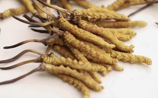 長時(shí)間吃冬蟲夏草會(huì)導(dǎo)致掉頭發(fā)嗎？