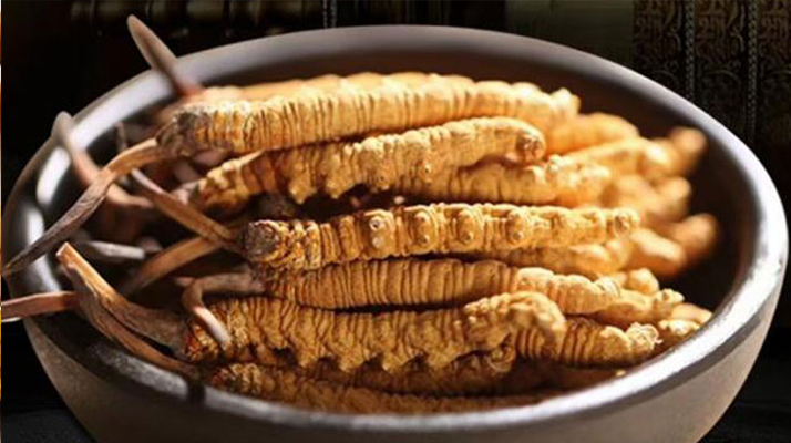 最新鮮的冬蟲夏草：產(chǎn)地、采挖與保存之辨