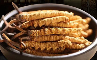 最新鮮的冬蟲夏草：產地、采挖與保存之辨