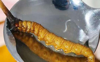 水煮鮮冬蟲(chóng)夏草：保留營(yíng)養(yǎng)的最佳做法