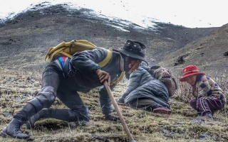 野生冬蟲夏草產地在哪里？核心產區(qū)與品質特點解析