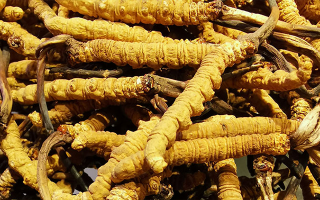 新鮮冬蟲夏草一克多少錢？?jī)r(jià)格影響因素全解析