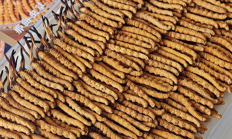 斷的冬蟲夏草：效果是否打折？科學(xué)解讀與實(shí)用建議