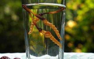 鎖陽冬蟲夏草泡酒：配伍原理、制作方法與飲用規(guī)范