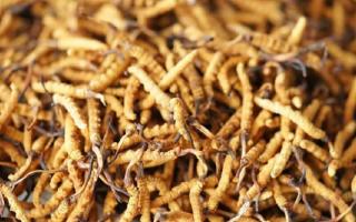 解密冬蟲夏草頭期蟲草：品質(zhì)優(yōu)勢(shì)與鑒別指南