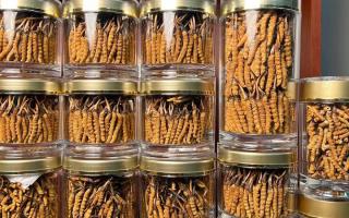 正宗冬蟲夏草能 “治” 哪些??？科學(xué)認(rèn)知其輔助調(diào)理作用