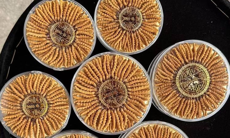 什么白酒適合泡冬蟲夏草