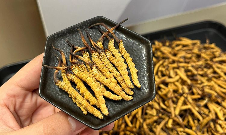 冬蟲夏草可以煲骨頭嗎 