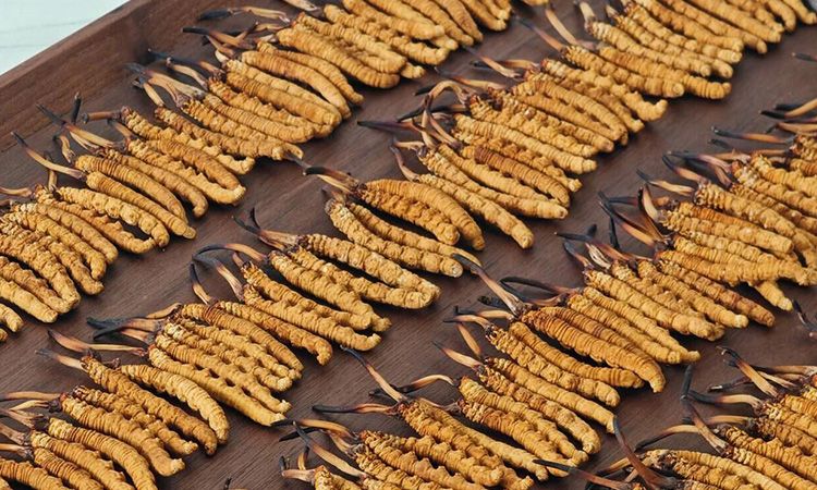 冬蟲夏草單根克重解密