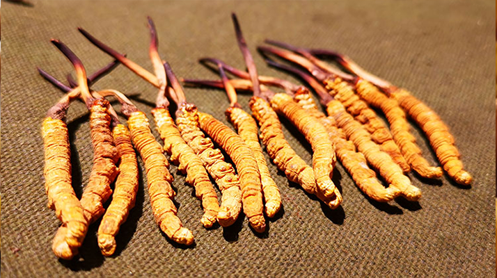 冬蟲夏草泡水：每次放多少水才合適？