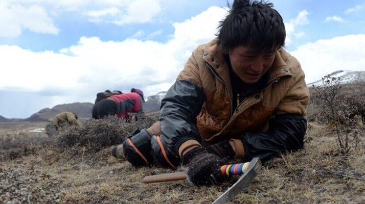 那曲<a href=http://m.sprysprout.com/sdph/wacr/ target=_blank class=infotextkey>挖草人</a>阿旺的蟲草采摘時間表 