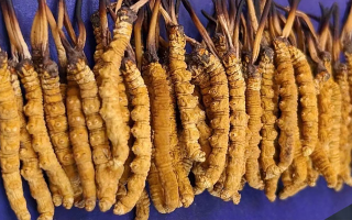 藏區(qū)牧民教你辨冬蟲夏草真假：跟著草原經(jīng)驗(yàn)走準(zhǔn)沒(méi)錯(cuò)