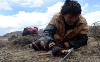 那曲挖草人阿旺的蟲草采摘時間表：跟著草原節(jié)氣走，不錯過每根好蟲草