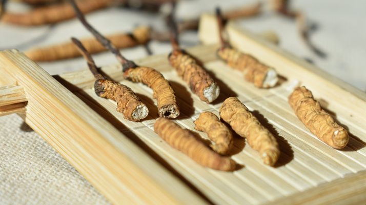 斷的<a href=http://m.sprysprout.com/ target=_blank class=infotextkey>冬蟲(chóng)夏草</a>一克啥價(jià) 