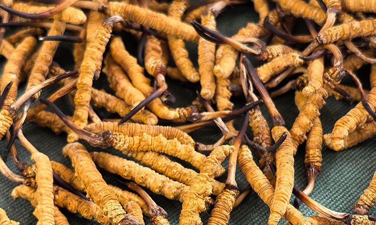 燉了二十年蟲草湯，這口感我太熟了，跟你細(xì)細(xì)說