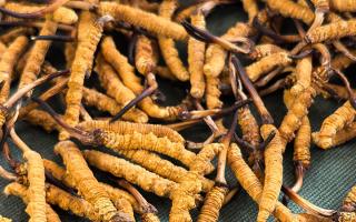 燉了二十年蟲草湯，這口感我太熟了，跟你細細說