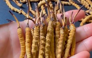 深耕蟲草 15 年：2025 年行情揭秘，高價背后藏著這些門道