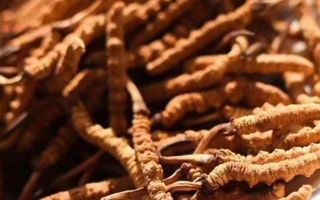 冬蟲夏草采后保存指南：鎖住營養(yǎng)，延長鮮度?